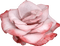 flowers-rose-pink - PNG gratuit GIF animé