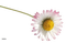 flor - png gratuito GIF animata