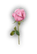 ROSE - 免费PNG 动画 GIF