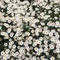 daisy flower field - png gratis GIF animado