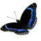 Butterfly - png grátis Gif Animado