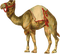camel - δωρεάν png κινούμενο GIF