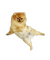 Pomeranian - ücretsiz png animasyonlu GIF