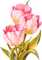 pink tulips spring flowers tulipes fleur printemps - zadarmo png animovaný GIF