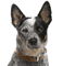 dog face bp - Free PNG Animated GIF