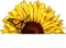 sunflowers bp - Free PNG Animated GIF