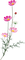 flowers anastasia - gratis png animeret GIF