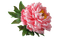 Цветок - 免费PNG 动画 GIF