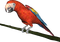 parrot katrin - gratis png animerad GIF
