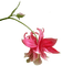 patymirabelle fleurs - Free PNG Animated GIF