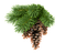 pine cone - безплатен png анимиран GIF
