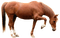 horse katrin - darmowe png animowany gif