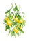 lemon tree watercolor Bb2 - zadarmo png animovaný GIF