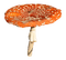 mushroom - gratis png animerad GIF