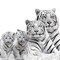 Tigre blanc - PNG gratuit GIF animé