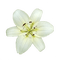 Fleur blanche.White flower.Victoriabea