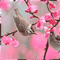 background animated flowers - Free animated GIF Animated GIF