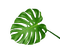 ..:::Plant:::.. - Free PNG Animated GIF