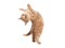 gato - 免费PNG 动画 GIF