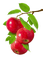 Apples.Branch.branche.Pommes.Victoriabea - ücretsiz png animasyonlu GIF