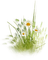 fleur blanche.Cheyenne63 - png gratuito GIF animata