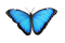Papillon - PNG gratuit GIF animé