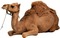 chameau - бесплатно png анимированный гифка