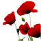 loly33 coquelicot - png gratis GIF animasi