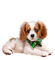 chien - zadarmo png animovaný GIF