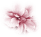 chantalmi fleur rose
