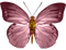 papillon - besplatni png animirani GIF
