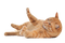 Kaz_Creations Cats Cat Kitten - 免费PNG 动画 GIF