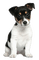 Hond - bezmaksas png animēts GIF