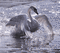 Swan - Bezmaksas animēts GIF animēts GIF