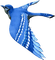 Kaz_Creations  Birds Bird - ilmainen png animoitu GIF