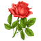 Kaz_Creations Deco Flowers Roses Flower Rose - PNG gratuit GIF animé