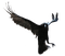 Ravens - darmowe png animowany gif