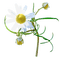 fleur - bezmaksas png animēts GIF