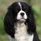 cavalier king charles - Free PNG Animated GIF