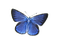 Kaz_Creations Butterfly Blue