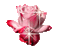 PINK ROSA - Darmowy animowany GIF animowany gif