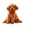 kikkapink cute animal dog puppy puppet - png gratis GIF animado