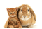 chat et lapin - gratis png animeret GIF