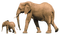 Слоны - zdarma png animovaný GIF