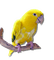 oiseau - ücretsiz png animasyonlu GIF