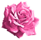 Rose.Pink - 免费PNG 动画 GIF