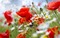 Kaz_Creations Backgrounds Background Flowers - png ฟรี GIF แบบเคลื่อนไหว