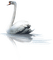 duck katrin - Free PNG Animated GIF