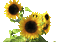 sunflowers tournesol