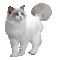 cat-chat blanc-nature-animaux - GIF animé gratuit GIF animé